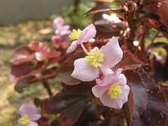 Description de l'image Begonia (3694451046) b.jpg.