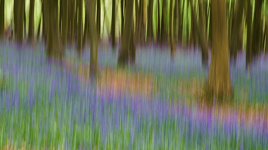 Intentional camera movement, by Colin