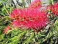 Bottlebrush Plant