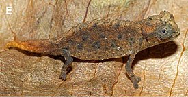 Brookesia micra