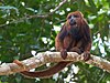 Alouatta guariba guariba