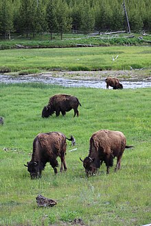 Buffalo grazing at Yellowstone.