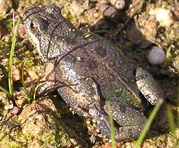 Cacosternum platys