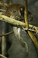 Two White-eared Titis hugging tails