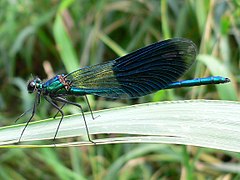 Calopteryx splendens (mâle).