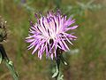 Centaurea stoebe