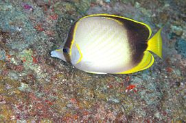 Chaetodon gardineri