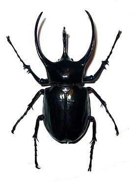 Самец Chalcosoma caucasus.