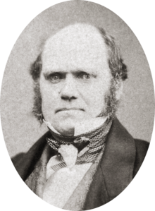 Studio photo showing Darwin's characteristic large forehead and bushy eyebrows with deep set eyes, pug nose and mouth set in a determined look; he is bald on top, with dark hair and long side whiskers but no beard or moustache