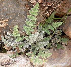 Myriopteris parryi