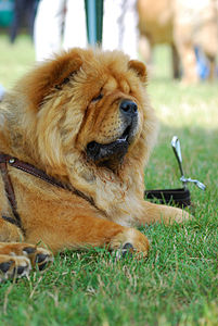 A Chow-Chow