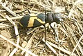 Cicindela aurofasciata