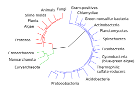 Evolutionary tree showing the divergence of modern species from their common ancestor