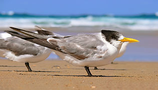 Crested tern444 edit