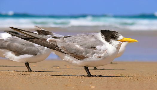 Greater crested tern, first year plumage, by benjamint444 (edited by Fir0002)