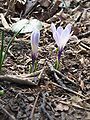 Crocus vernus subsp. albiflorus