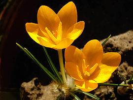 Crocus ancyrensis