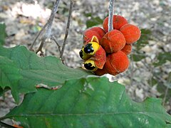 Dehiscing fruit