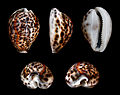 Cypraea tigris (Cypraeidae)