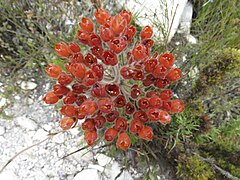 D. pillansii rust-coloured with age