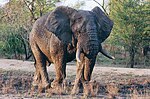 Elephants du Kruger