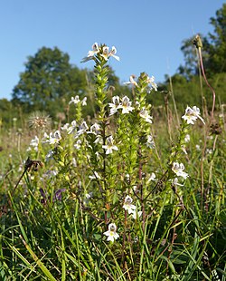 Nystysilmäruoho (Euphrasia rostkoviana)