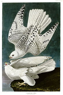 Hand-coloured engraving of two gyrfalcon; one diving in flight resembles the shape of the tryzub.