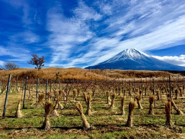 File:Fujisan Winery vineyard.webp