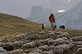 Image 24Sheep in Écrins National Park (France) (from Livestock)