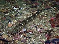 An opalfish surrounded by shells