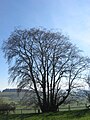 U. glabra, Hopton Castle, Shropshire, England