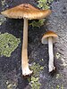 Two mushrooms on a rock. The larger, on the left, has a flattened cap and is brown; the smaller has a bell-shaped brown cap with white gills and a white stem.