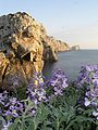 Flat Island (Alghero)