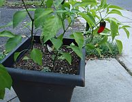 Maturing jalapeño in a planter box