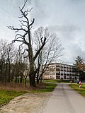 nördliche Eiche am Kollauer Wasserwerk