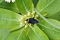 Hemithyrsocera palliata, une blatte, Inde.