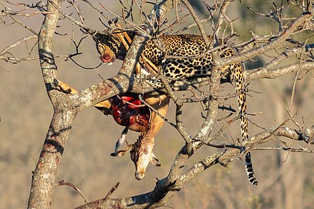 African leopard with antelope kill, by Poco a poco