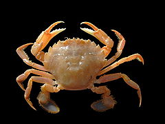 Liocarcinus holsatus (Polybiidae)