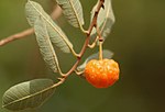 馬馬卡迭拉（葡萄牙語：Brosimum gaudichaudii） Mama-cadela