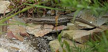 McCann's Skink at St Bathans, Central Otago. This one is likely gravid, and shows the speckled markings characteristic of this species in Otago.