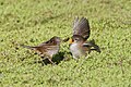 Little grassbird adult feeding juvenile, Gould's Lagoon, Tasmania