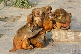 Temple Monkeys