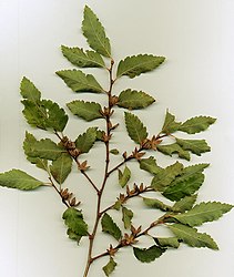 A shoot with leaves and cupules