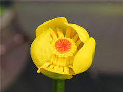 Nuphar pumila.