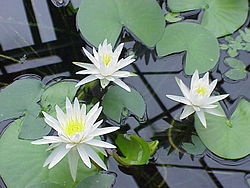 Nymphaea odorata.