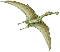 Ornithocheirus simus