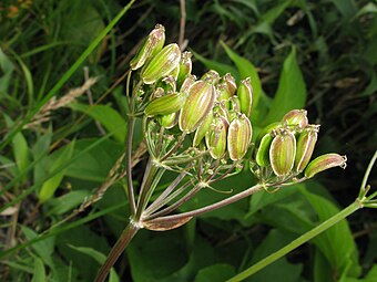 Fruits de Peucedanum multivittatum.