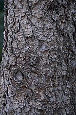 bark