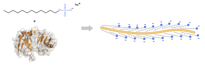 Interaction protéine-SDS