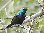 sunbird with blackish body, green head and mantle, and red and purple bands on breast
